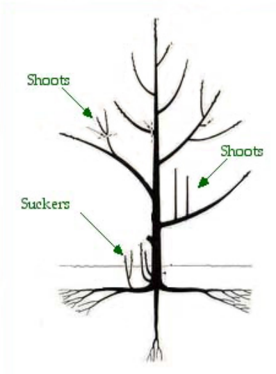 Diagram of a tree showing suckers and shoots. Suckers include new growth coming out of the ground, and shoots are new growth coming out of a limb.