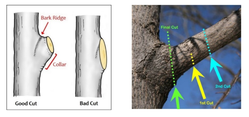 Illustration of proper pruning practices. The image shows the same cutting order as described in the text above.