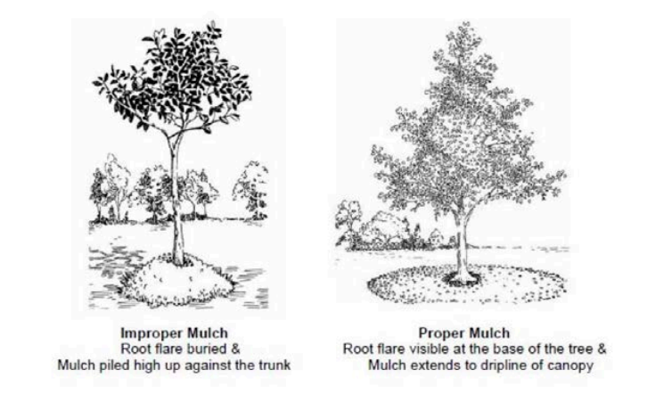 Two trees showing the correct and incorrect mulching techniques. The correct image shows the root flare visible at the base of the tree and mulch extending the dripline of the canopy.